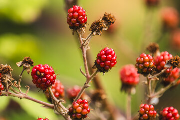 Close-up of ripe and unripe blackberries on branches with green leaves. The blackberries are fresh and vibrant. Selective focus, close up.