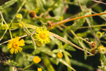 Tiny Yellow Daisies Nestled Among Branches. Selective focus