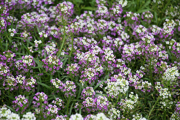 Lobularia blooms on a flower bed