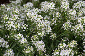 Lobularia blooms on a flower bed