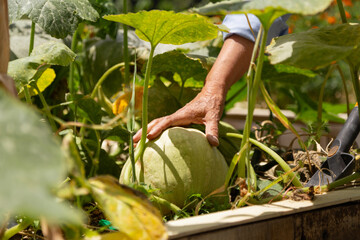 A person is reaching for a pumpkin in a garden. The pumpkin is green and is located in the middle of the garden