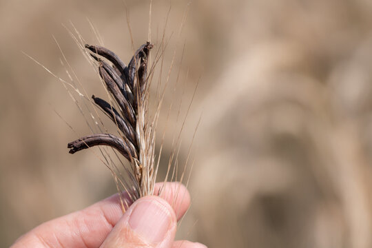 A hand holds a ripe ear of grain on which a lot of poisonous ergot is growing. There is space for text.