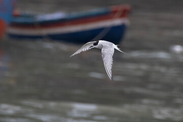 Arctic tern or Sterna paradisaea at Mumbai coast Maharashtra, India