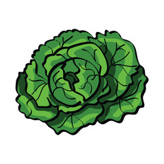 Green Cabbage for a Healthy Diet. Vector Art