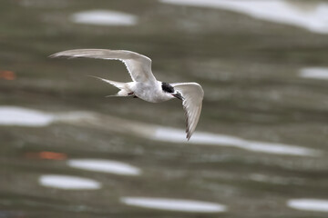 Arctic tern or Sterna paradisaea at Mumbai coast Maharashtra, India