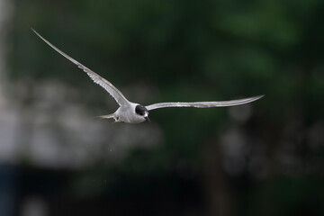 Arctic tern or Sterna paradisaea at Mumbai coast Maharashtra, India