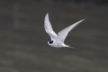 Arctic tern or Sterna paradisaea at Mumbai coast Maharashtra, India