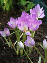 Late autumn flower (Colchicum autumnale) blooms in nature