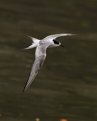 Arctic tern or Sterna paradisaea at Mumbai coast Maharashtra, India