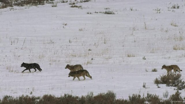 Wolf pack moving through snow in Yellowstone National Park