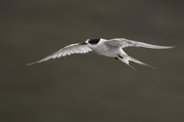 Arctic tern or Sterna paradisaea at Mumbai coast Maharashtra, India