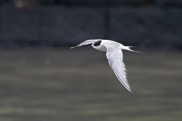 Arctic tern or Sterna paradisaea at Mumbai coast Maharashtra, India