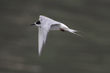 Arctic tern or Sterna paradisaea at Mumbai coast Maharashtra, India