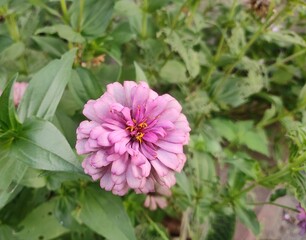 Zinnia is a genus of plants of the tribe Heliantheae within the family Asteraceae. They are native to scrub and dry grassland in an area stretching from the Southwestern United States to South America