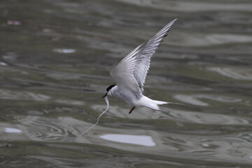 Arctic tern or Sterna paradisaea at Mumbai coast Maharashtra, India
