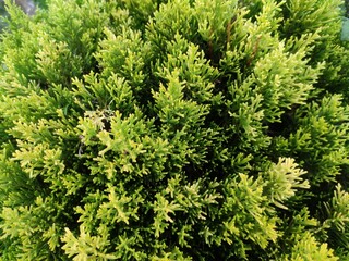 Lemon Cypress or 'Gold Crest' is a cultivar of the Monterey Cypress, Hesperocyparis macrocarpa, with a narrow, columnar habit and needled evergreen, bright yellow foliage.