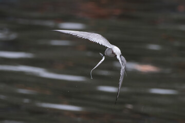 Arctic tern or Sterna paradisaea at Mumbai coast Maharashtra, India