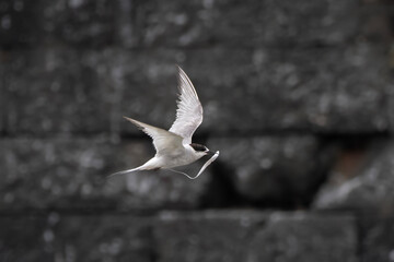 Arctic tern or Sterna paradisaea at Mumbai coast Maharashtra, India