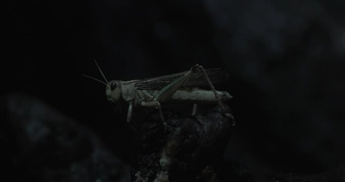 This is a close-up video of a cricket chirping at night. The cricket is perched on a rock and is lit by a single light source. The video is dark and atmospheric, and the only sound is the crickets