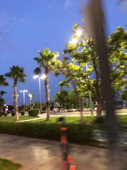 palm trees in the park