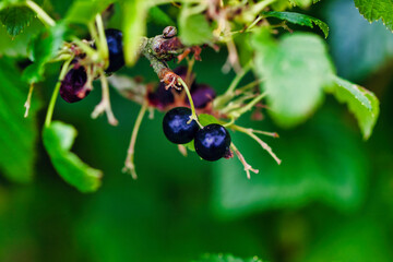 Ripe Blackcurrant Berries on a Green Bush
