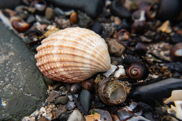 shells on the beach