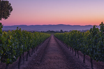 Naklejka premium A serene vineyard with a gradient sky transitioning from a soft peach at the horizon to a rich, deep purple overhead. The rows of grapevines are subtly shaded with the gradient colors, enhancing the t