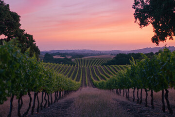 Naklejka premium A serene vineyard with a gradient sky transitioning from a soft peach at the horizon to a rich, deep purple overhead. The rows of grapevines are subtly shaded with the gradient colors, enhancing the t