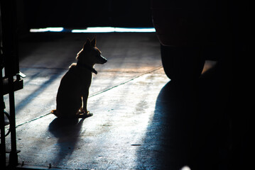 Mascotas. Perro chihuahua a contra luz.