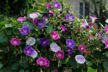 flowers in the garden