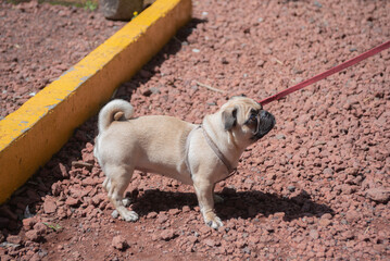 Mascotas. Pug.