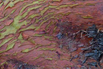 Madrona or Arbutus tree trunk paper peeling orange, red, and green natural pattern