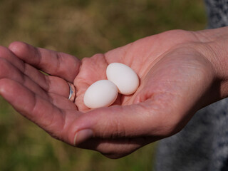 Closeup of a hand holding two delicate white eggs in natural surroundings.