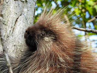 Adorable Porcupine climbing up a tree while stopping to check us out on the way up. 