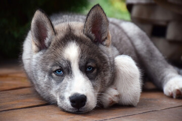 Closeup portrait of husky puppy dog lying on wooden deck