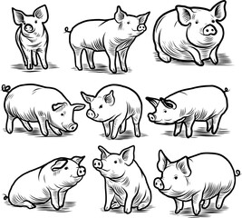 Set of pigs in different poses. Line art style. Vintage illustration. Element for label, packaging and postcard design.