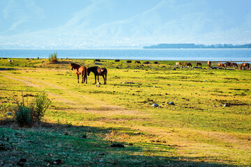 Horses grazing by the shore of Lake Kerkini, Greece