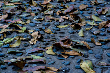 Dried leaves in the ground.