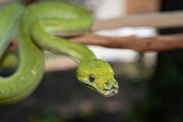 Biak Green Tree Python