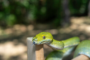 Biak Green Tree Python