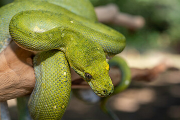 Biak Green Tree Python