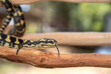 Jungle Carpet Python