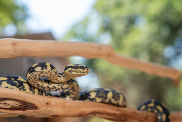 Jungle Carpet Python