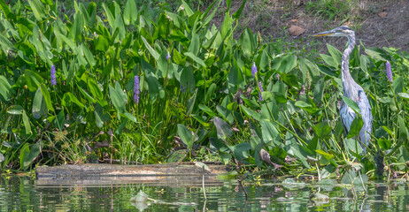 Great blue heron camouflaged against bright green plants as it stands on the shore of a pond in summer.