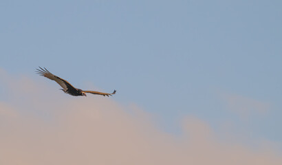 Turkey vulture in flight at sunset.