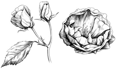 Hand drawn floral botanical flowers. Wild spring leaf wildflower isolated on white. Black and white engraved ink art.