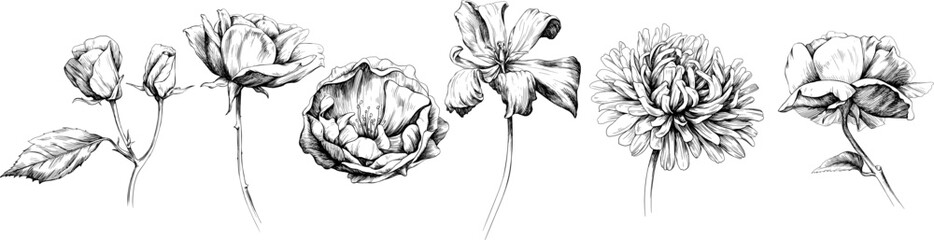 Hand drawn floral botanical flowers. Wild spring leaf wildflower isolated on white. Black and white engraved ink art.