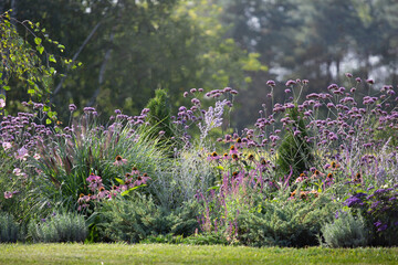 rural summer garden with colorful flowers. pollinator-friendly flowerbed. sage, coneflowers,...