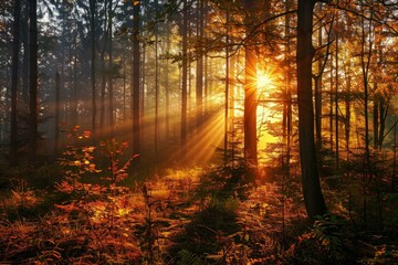 Fototapeta premium Golden sunlight is illuminating the fog in a colorful forest at sunrise in autumn