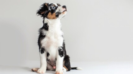 Australian Shepherd puppy sitting 